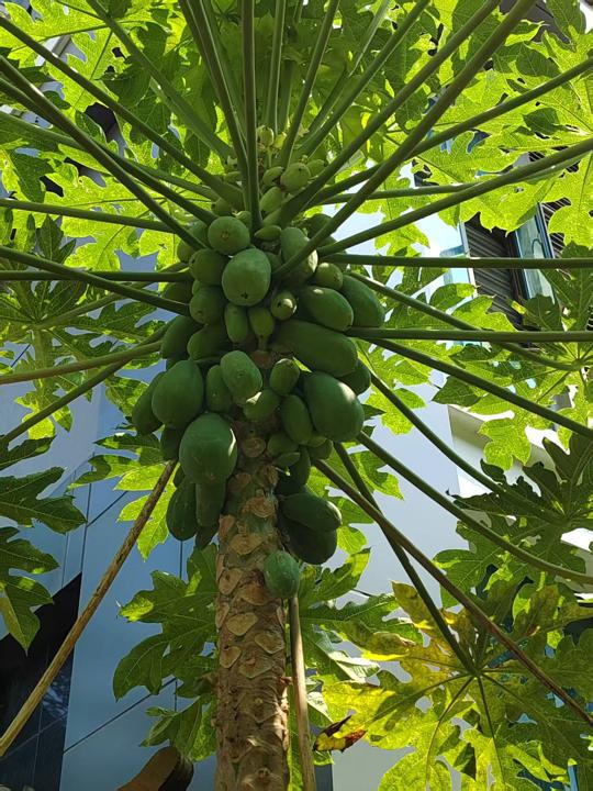 木瓜树